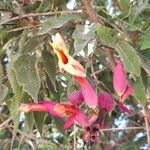 Dolichandra cynanchoides Çiçek