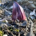 Symplocarpus foetidus Flor