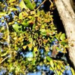 Myrceugenia exsucca Fruto
