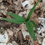 Allium tricoccum Feuille