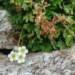 Saxifraga pubescens Flower