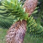 Araucaria araucana Плід