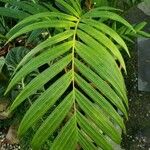 Pinanga insignis ഇല