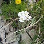 Achillea clavennae Kwiat