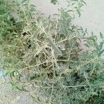 Atriplex rosea List