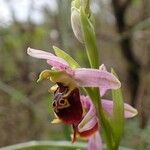 Ophrys holosericea Λουλούδι