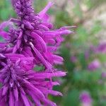 Salvia purpurea Õis
