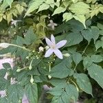 Millingtonia hortensis Blomst
