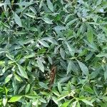 Psychotria carthagenensis Συνήθη χαρακτηριστικά