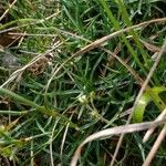 Dianthus pungens Folha