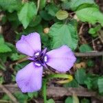 Herbertia lahue Lorea
