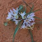 Colchicum ritchii Flower