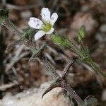 Arenaria hispanica autre