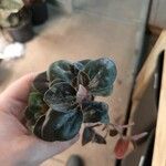 Peperomia metallica