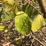 Congea tomentosa Leaf