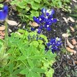 Lupinus texensis Flower