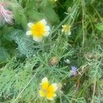 Glebionis coronaria Flower