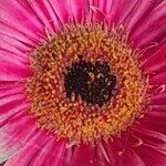 Gerbera jamesonii Flor