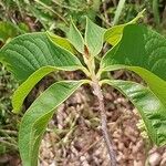 Asimina triloba Fuelha