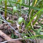 Pterostylis nutans