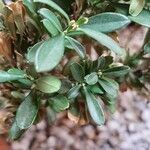 Buxus microphyllaLeaf