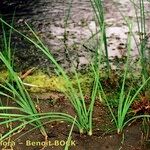 Typha minima Hábito