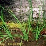 Typha minima Natur