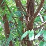 Prosopis juliflora Bark