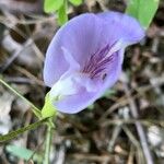 Clitoria mariana Цветок