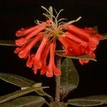 Rhododendron durionifolium