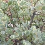 Lopholaena coriifolia Hoja