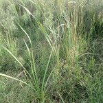 Typha orientalis Habit