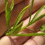 Ranunculus arvensis Blatt