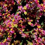 Limonium bellidifolium Habitus