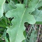 Solanum dimidiatum Leaf