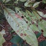 Gaertnera junghuhniana Leaf