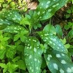 Pulmonaria affinisLeaf