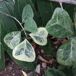 Ficus natalensis Leaf