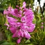 Physostegia virginianaКветка