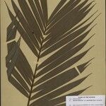 Bactris hirta Fuelha