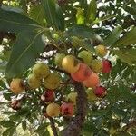 Ekebergia capensis Φρούτο