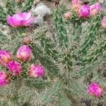 Cylindropuntia imbricata Buveinė