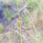 Carex pilulifera Квітка