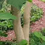 Alangium platanifolium Corteza