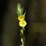 Philydrum lanuginosum Flower