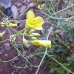Brassica fruticulosa Flor