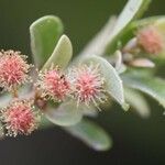 Codia microphylla Floare