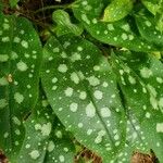 Pulmonaria saccharata Leaf