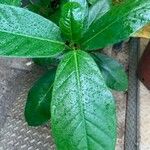 Schefflera actinophyllaΦύλλο