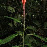 Scutellaria costaricana Leaf